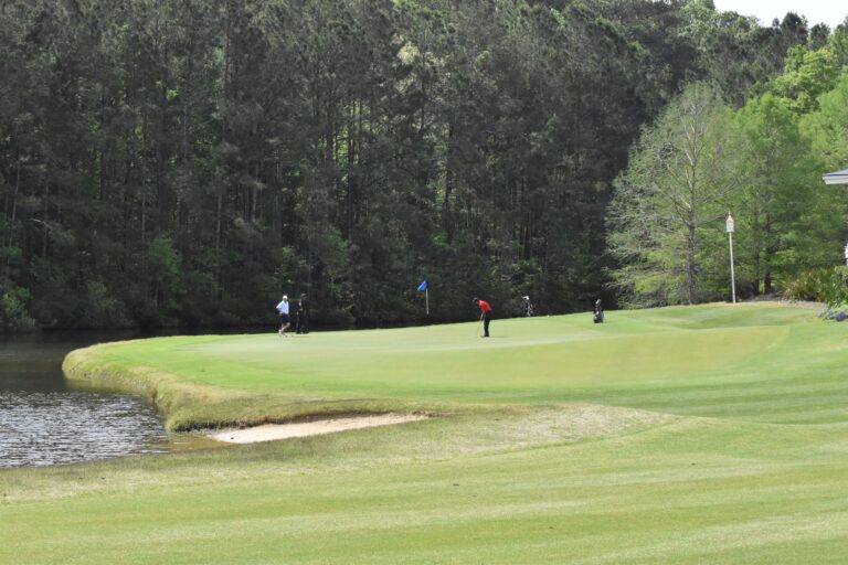 Palmetto 4